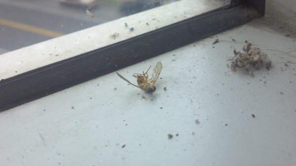 meditation even unto death